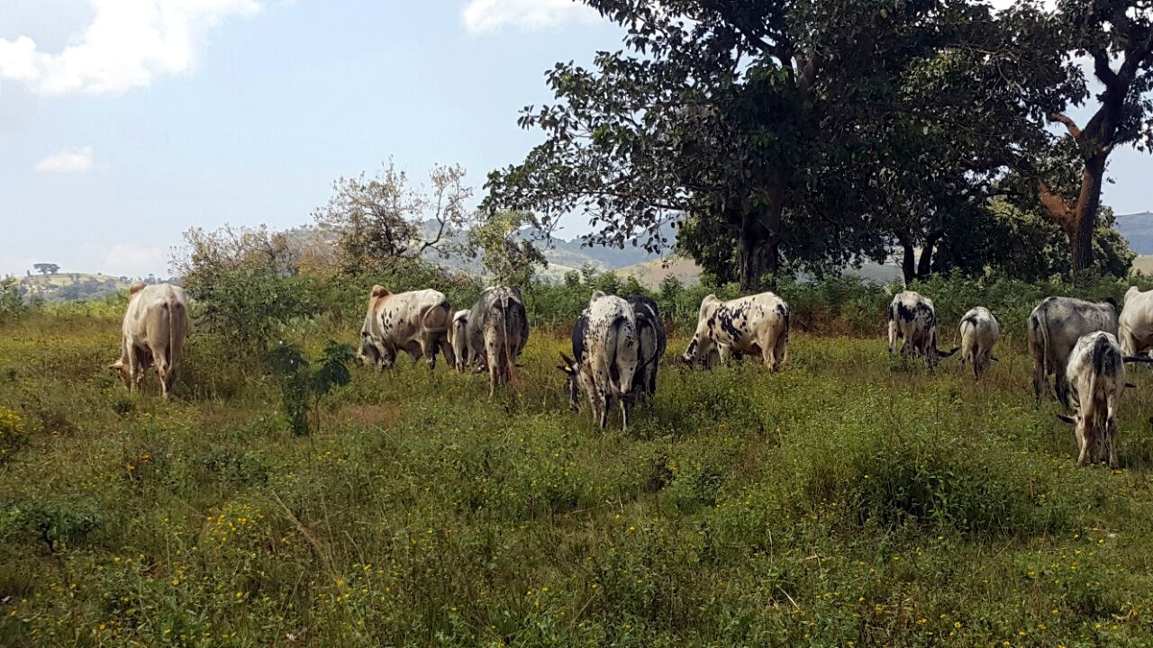 Ethiopian Cattle Breed Fogera